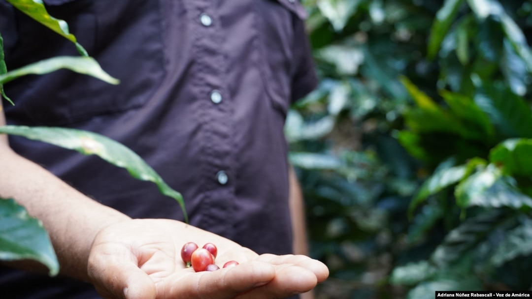 Un productor venezolano muestra los frutos de sus plántulas de café, en el estado Miranda