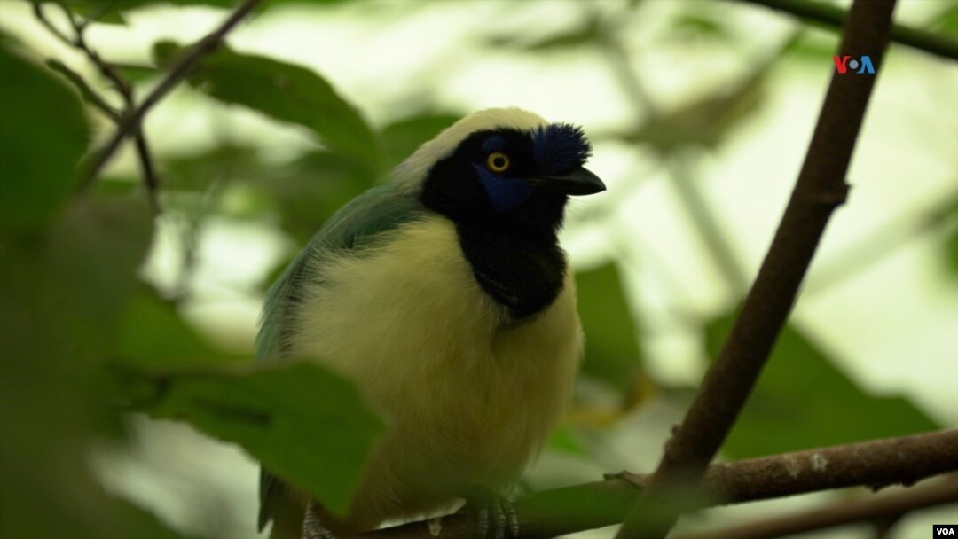Carriquí de montaña (Cyanocorax yncas), una de las aves preferidas por los traficantes por sus colores excéntricos.