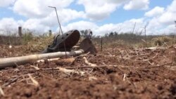 Mudanças climáticas arruinam agricultura de subsistência em Manica