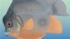 In Toothy Prequel, Piranha-Like Fish Menaced Jurassic Seas