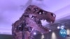 WATCH: World's Most Popular Dinosaur Transforms at Chicago's Field Museum