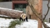 華盛頓國家動物園大熊貓“寶力”。