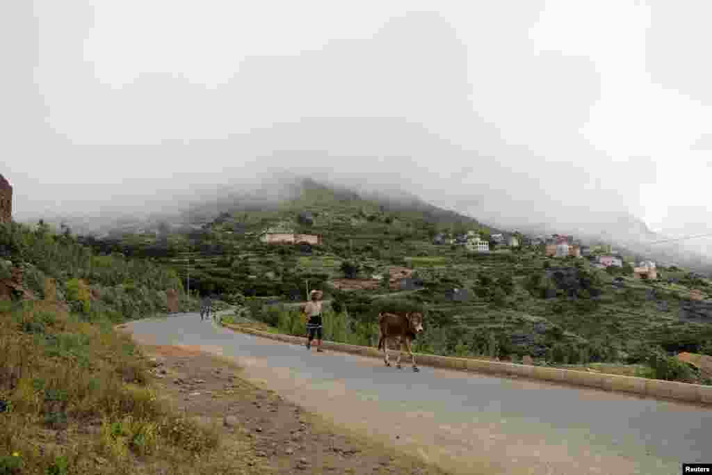 A man walks with a cow near a village partially covered by fog in the mountainous district of Haraz, around 90 kilometers southwest of Sana'a, Yemen.