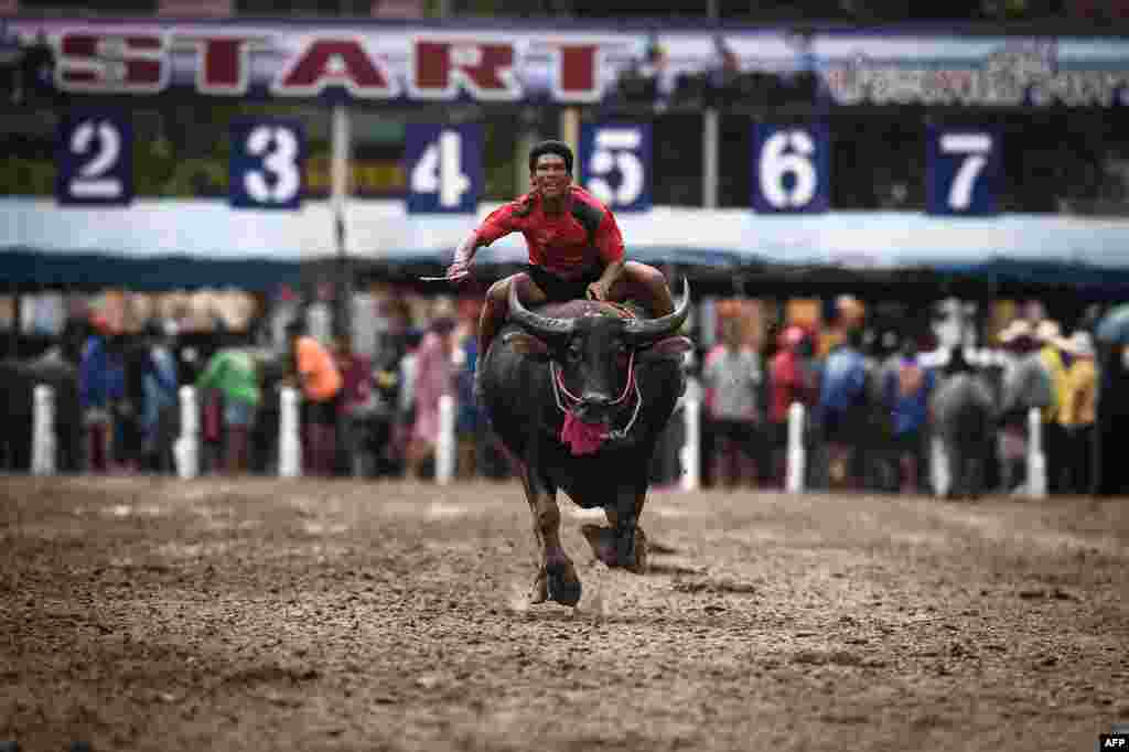 A jockey races a buffalo during the annual Chonburi Buffalo Race in Chonburi, Thailand, Oct. 12, 2019.