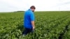 FILE - farmer Michael Petefish walks through his soybeans at his farm near Claremont in southern Minnesota.