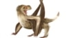 Wondrous Extinct Flying Reptiles Boasted Rudimentary Feathers