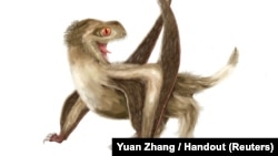 A Daohugou pterosaur, with four different feather types over its head, neck, body, and wings, and a generally ginger-brown color, based on Jurassic Period fossils unearthed in China, is seen in this illustration handout, released from University of Bristol, U.K., Dec. 14, 2018.