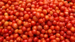 Praga destrói 48 mil toneladas de tomate em Benguela - 2:10