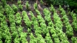 EE.UU. preocupado por aumento de producción de coca en Colombia