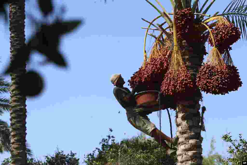 A farm worker harvests dates at a farm in Deir el-Balah, central Gaza Strip.