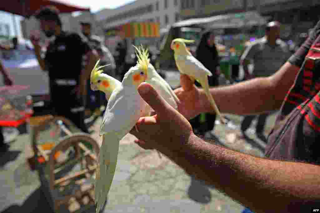 An Iraqi man holds cockatiels at al-Ghazal pet market in Iraq's capital Baghdad.