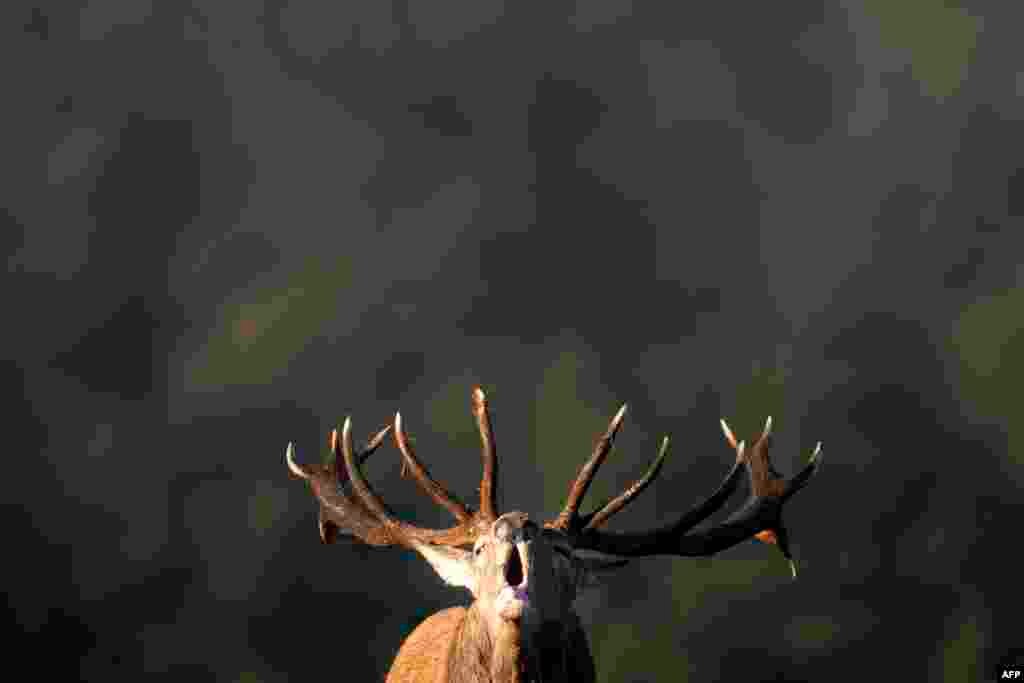 A male deer stag roars at the Domaine des Grottes de Han in Han-sur-Lesse, Belgium.