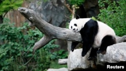 生活在華盛頓國家動物園的大熊貓美香