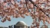 El Monumento a Thomas Jefferson está enmarcado por flores de cerezo alrededor del Tidal Basin en Washington. Foto de archivo.