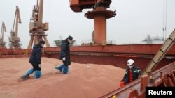 中國江蘇南通港的海關官員在檢查美國運來的高粱。（2020年2月11日, 路透社提供）