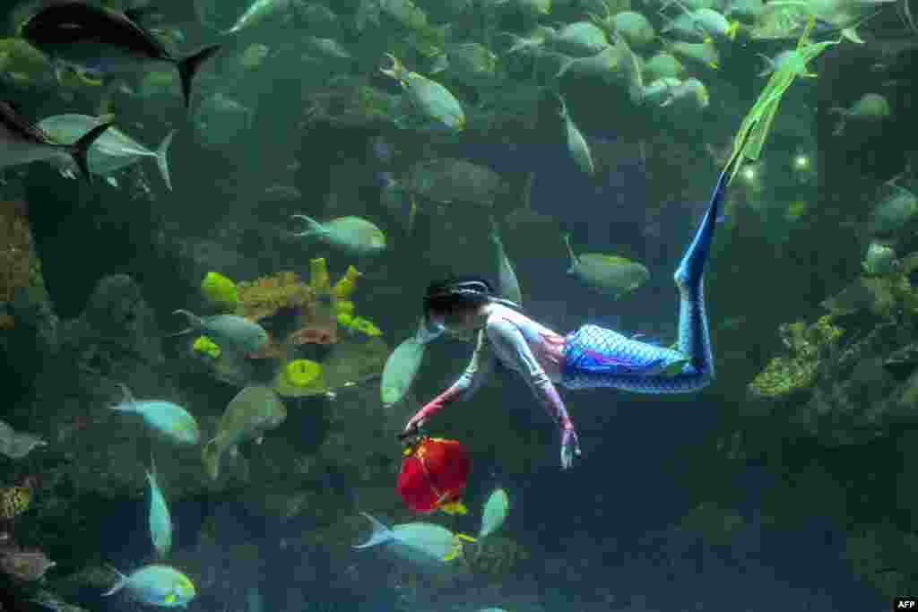 A female diver dressed as a mermaid carries a lantern during an underwater rehearsal ahead of the Chinese Lunar New Year celebrations, at the giant aquarium of Sea World at Ancol recreational park in Jakarta on Jan. 23, 2025. (Photo by BAY ISMOYO / AFP)