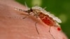 Mosquito transmissor da malária